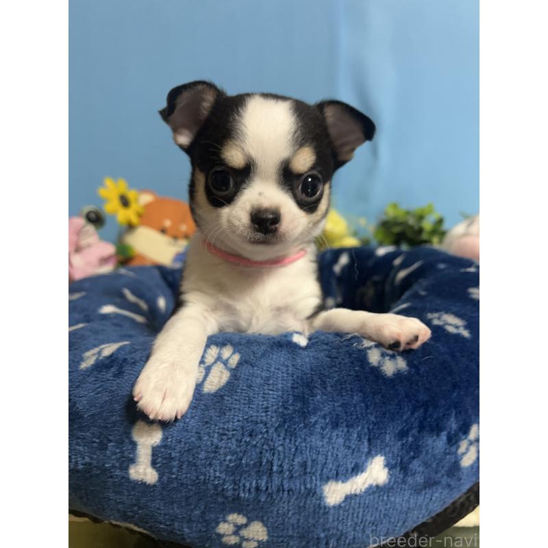 販売中の福岡県のチワワ(ロングコート)-448644の8枚目