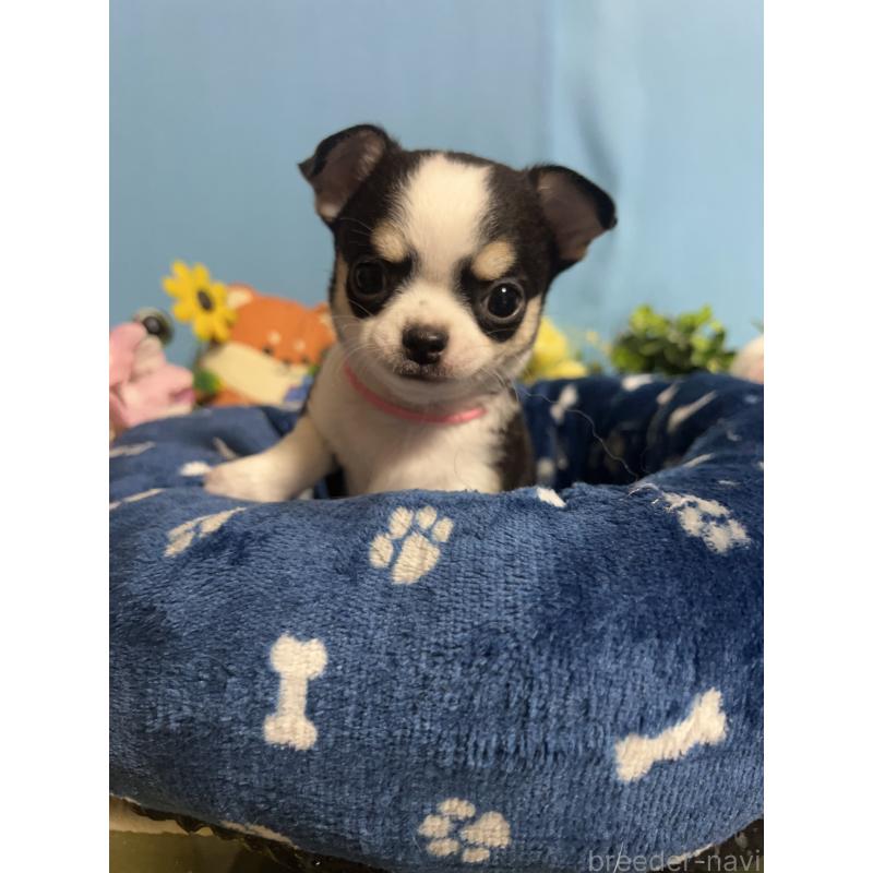 販売中の福岡県のチワワ(ロングコート)-448644の7枚目