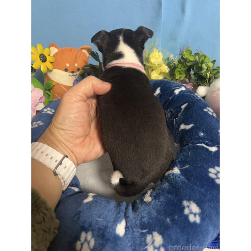 販売中の福岡県のチワワ(ロングコート)-448644の5枚目