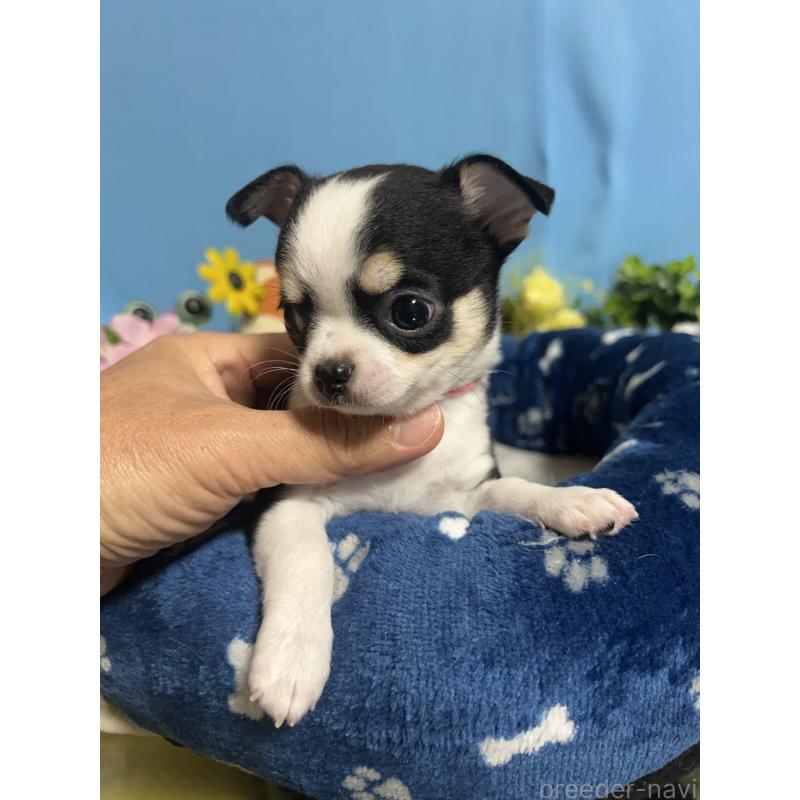 販売中の福岡県のチワワ(ロングコート)-448644の4枚目