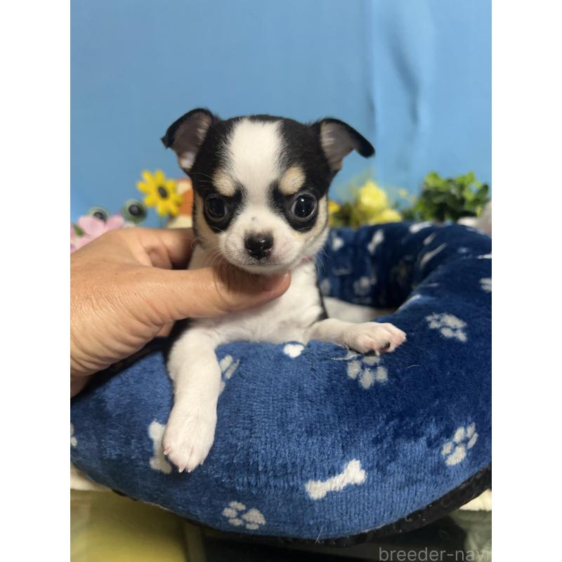 販売中の福岡県のチワワ(ロングコート)-448644の3枚目