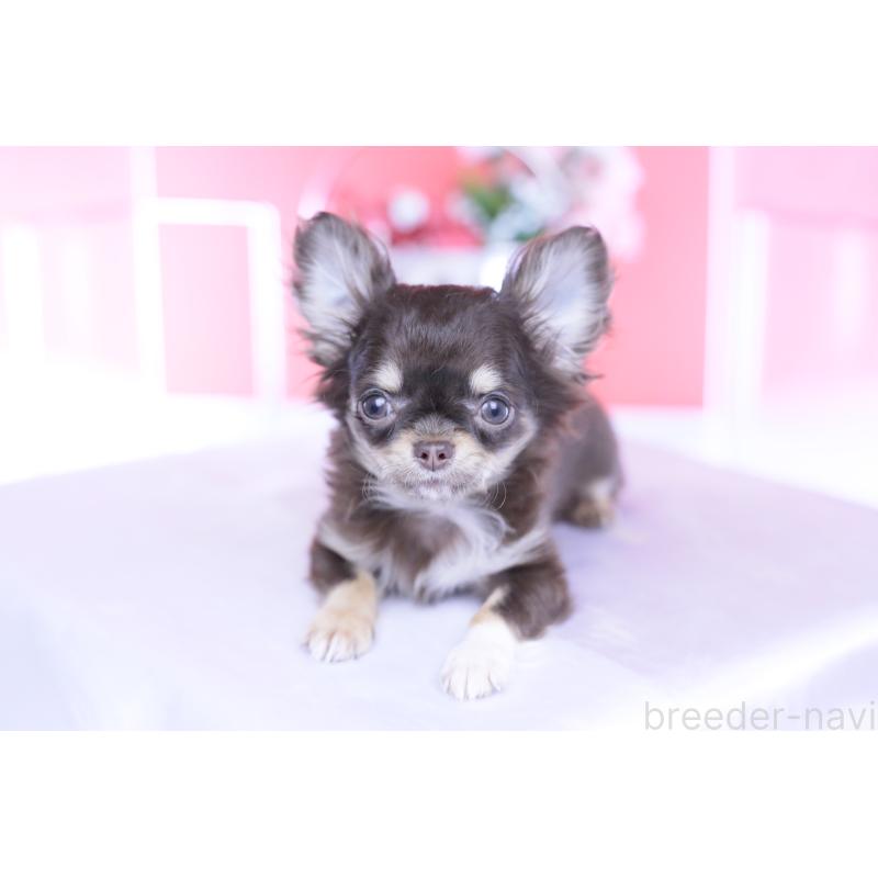 販売中の愛知県のチワワ(ロングコート)-431078の14枚目