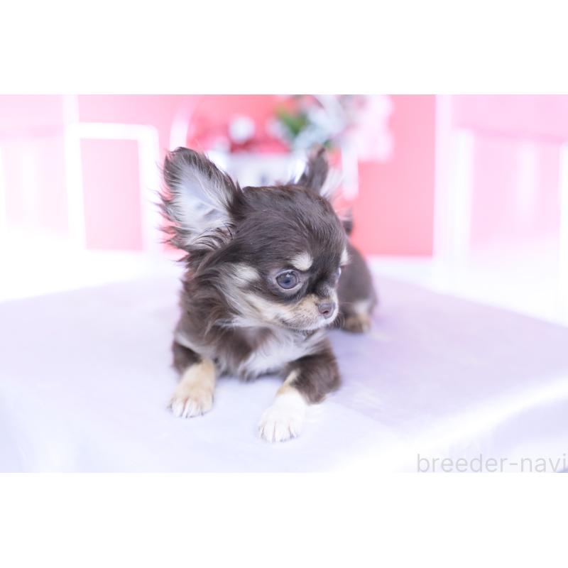 販売中の愛知県のチワワ(ロングコート)-431078の13枚目