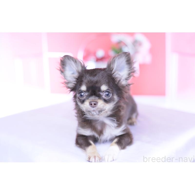 販売中の愛知県のチワワ(ロングコート)-431078の12枚目