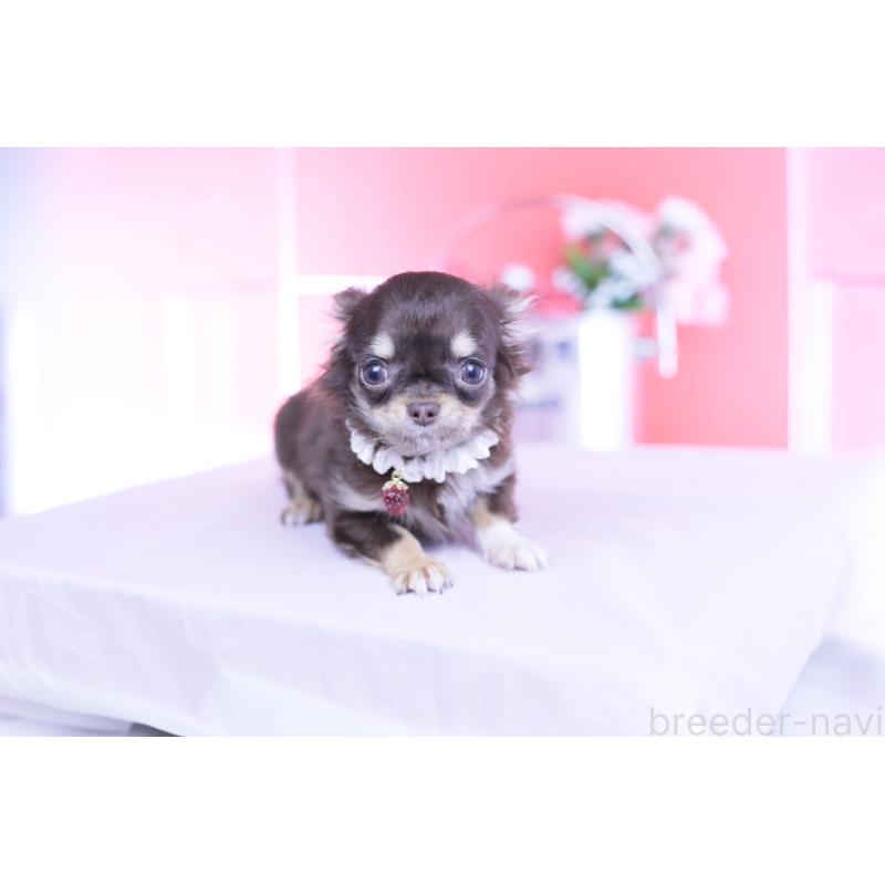 販売中の愛知県のチワワ(ロングコート)-431078の10枚目