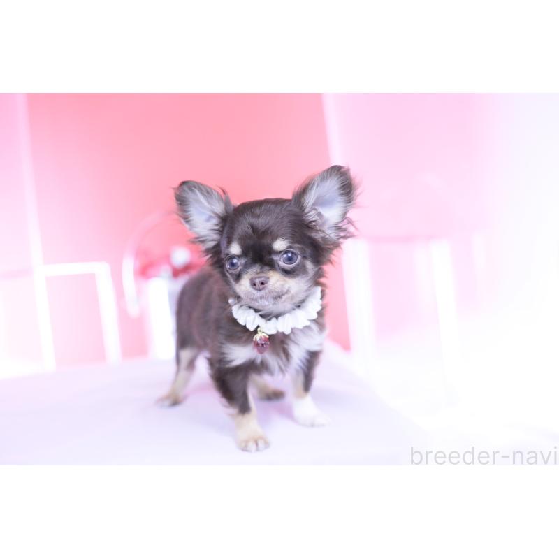 販売中の愛知県のチワワ(ロングコート)-431078の7枚目