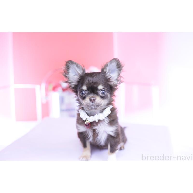 販売中の愛知県のチワワ(ロングコート)-431078の6枚目