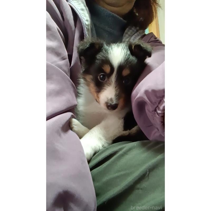 販売中の神奈川県のシェットランドシープドッグ(シェルティ)-448650の4枚目