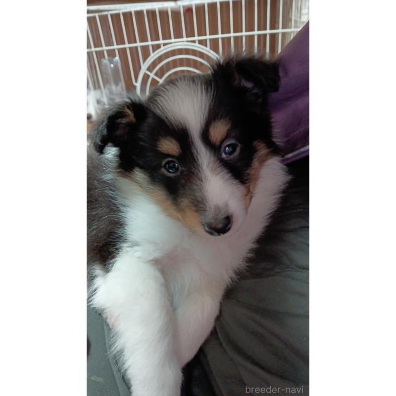 販売中の神奈川県のシェットランドシープドッグ(シェルティ)-448650の3枚目