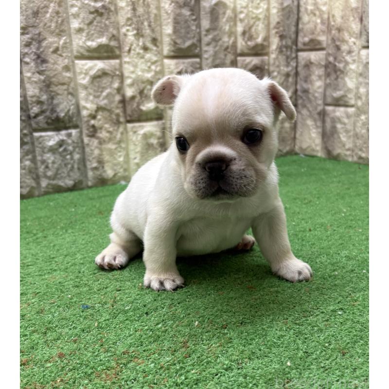 販売中の大阪府のフレンチブルドッグ-448645の2枚目