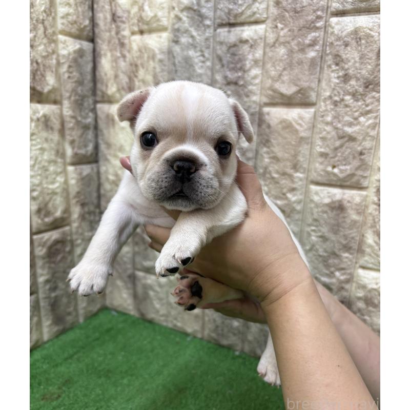 販売中の大阪府のフレンチブルドッグ-448645