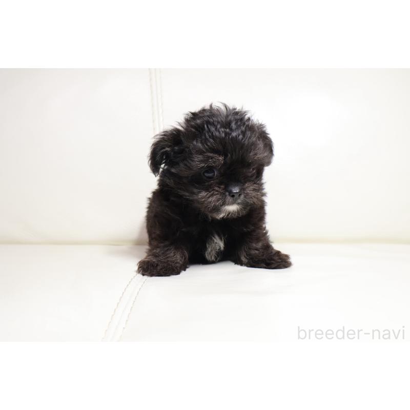 販売中の新潟県のチワプー:チワワ×トイプードル-448646の5枚目