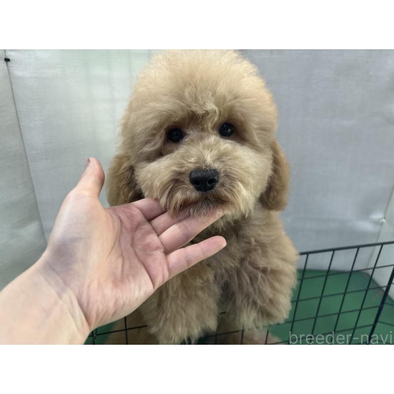 販売中の東京都のトイプードル-430446の7枚目