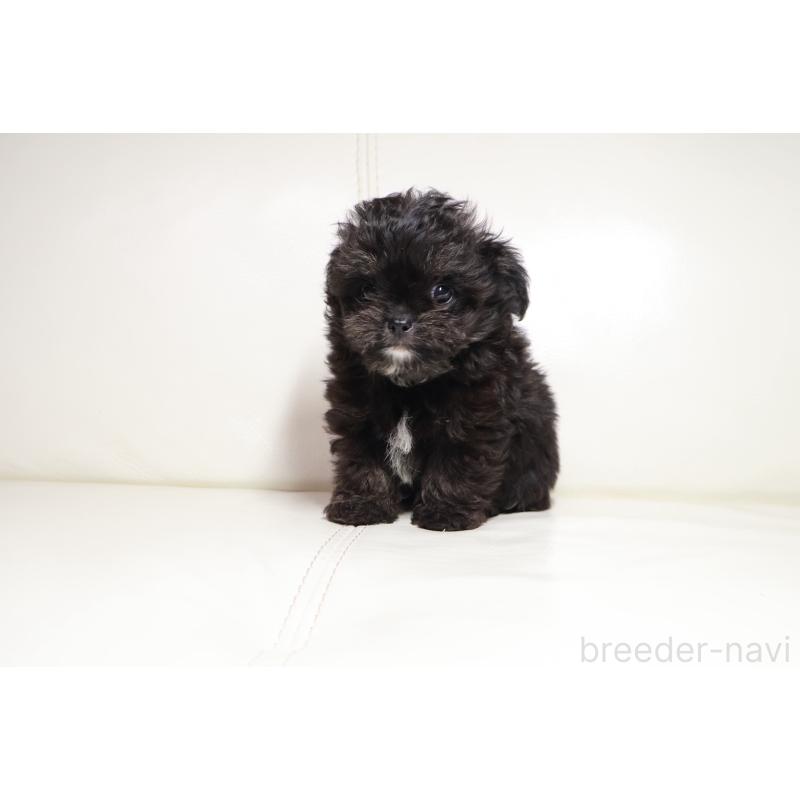 販売中の新潟県のチワプー:チワワ×トイプードル-448646の3枚目
