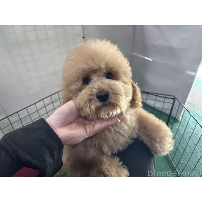 販売中の東京都のトイプードル-430446の6枚目