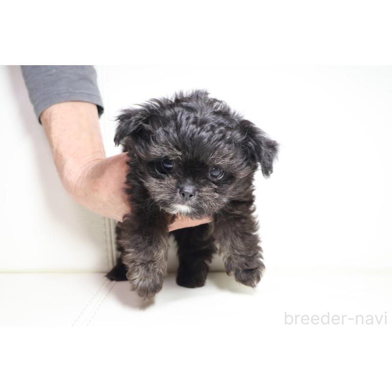 販売中の新潟県のチワプー:チワワ×トイプードル-448646の2枚目