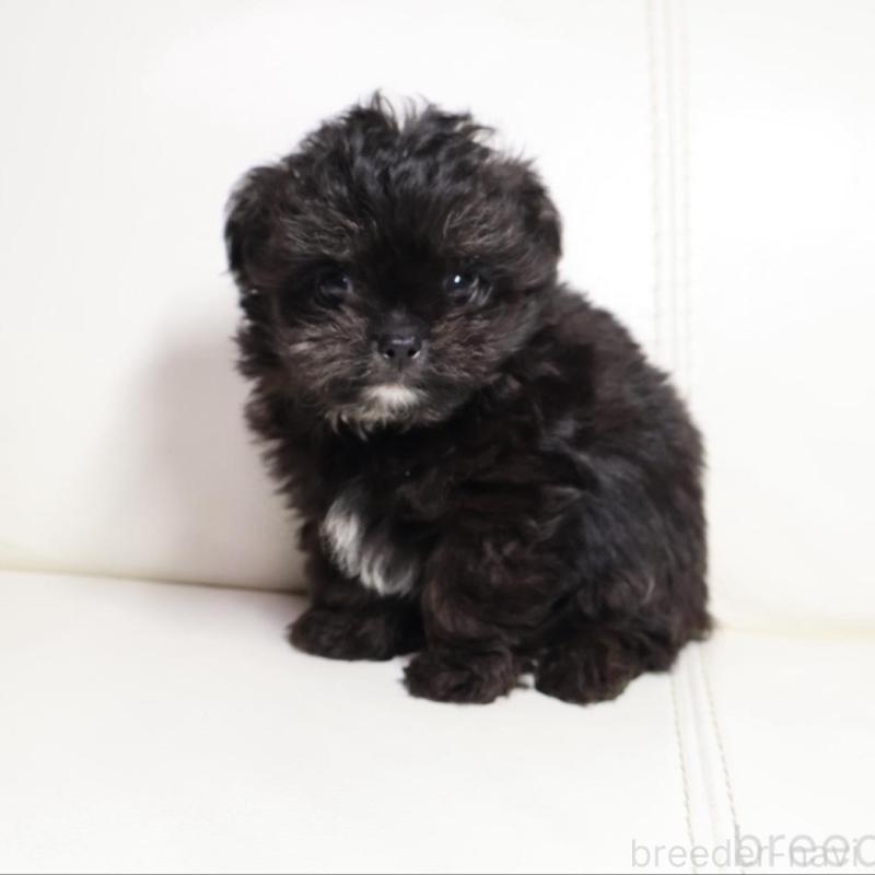 販売中の新潟県のチワプー:チワワ×トイプードル-448646