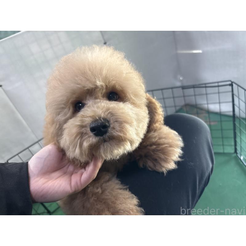 販売中の東京都のトイプードル-430446の5枚目
