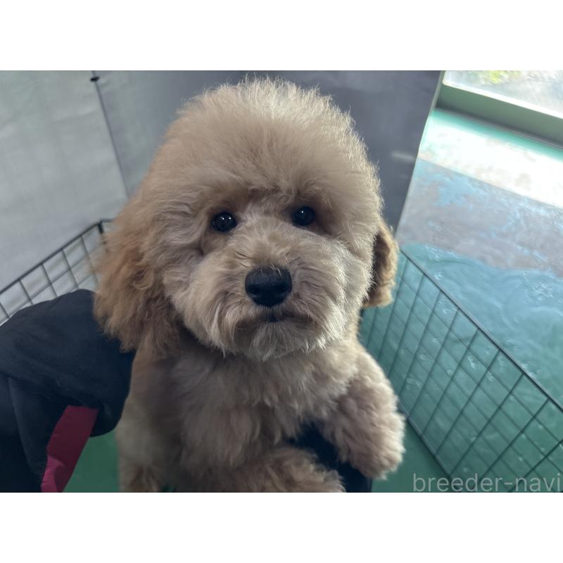 販売中の東京都のトイプードル-430446の4枚目