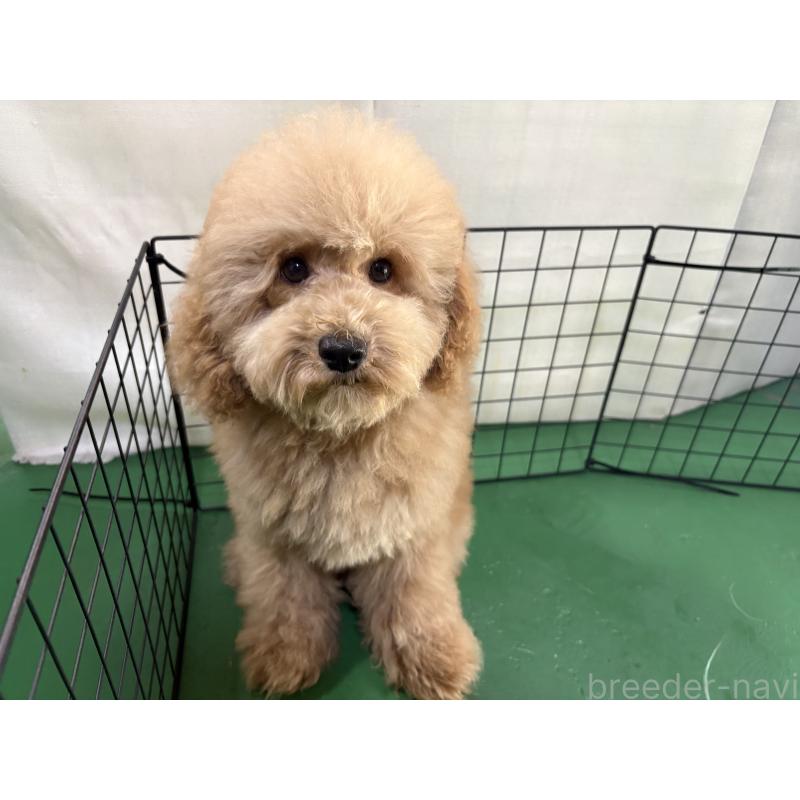 販売中の東京都のトイプードル-430446の2枚目