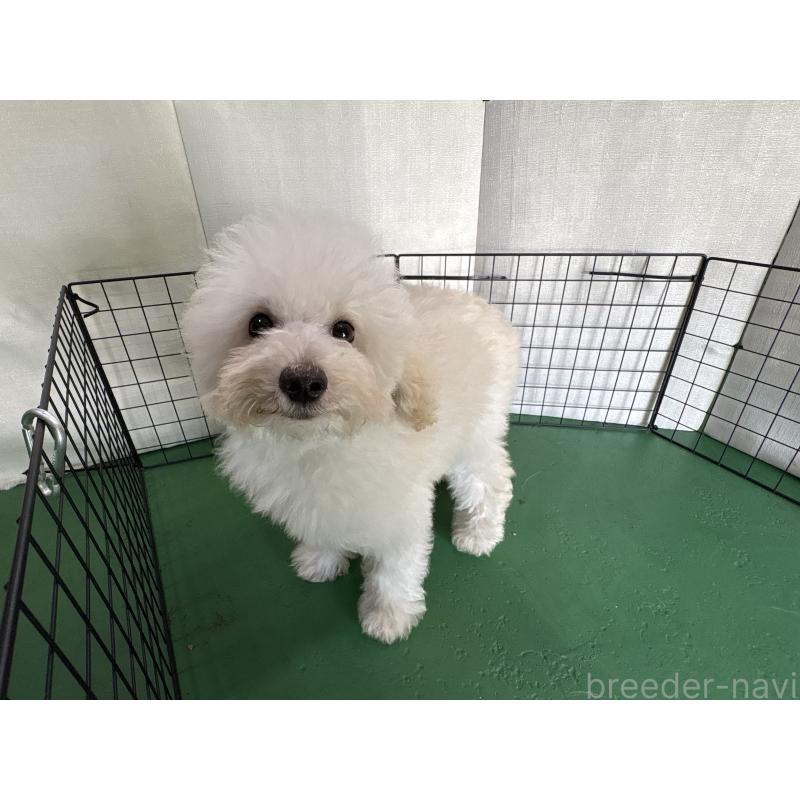 販売中の東京都のトイプードル-430464の4枚目