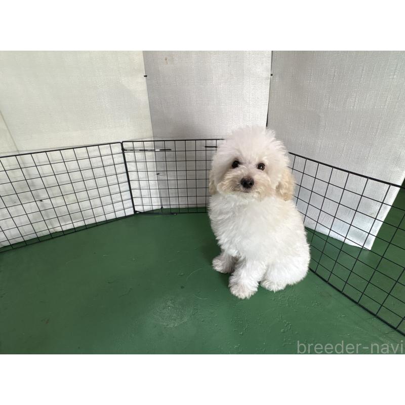 販売中の東京都のトイプードル-430464の3枚目