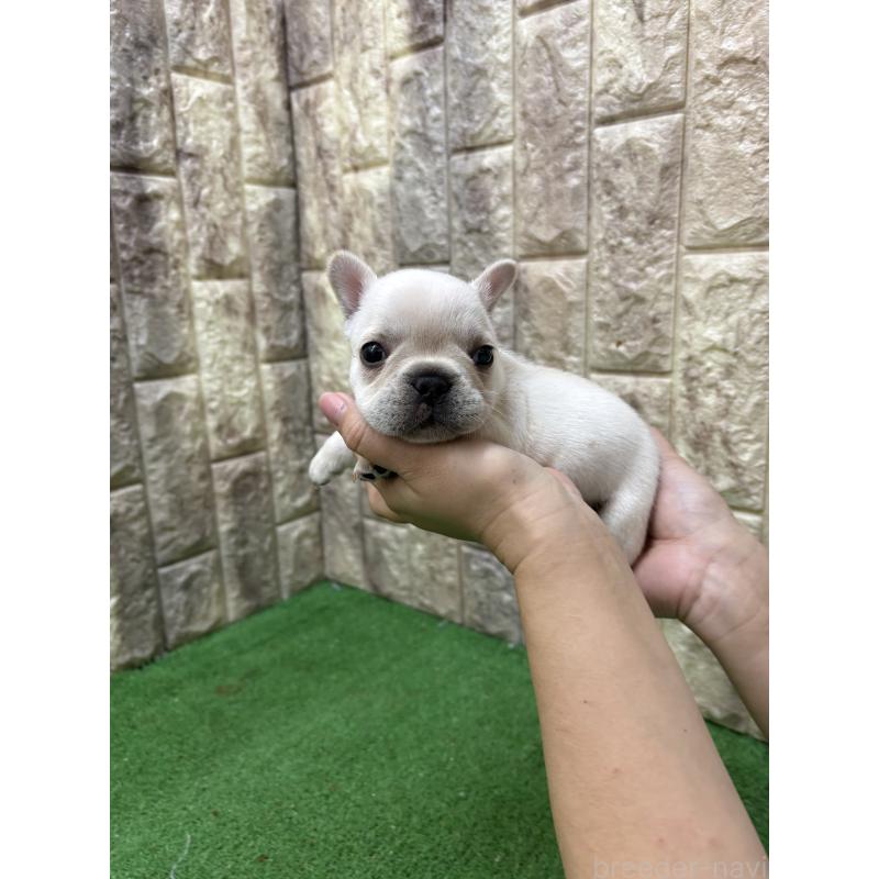 販売中の大阪府のフレンチブルドッグ-448647の1枚目