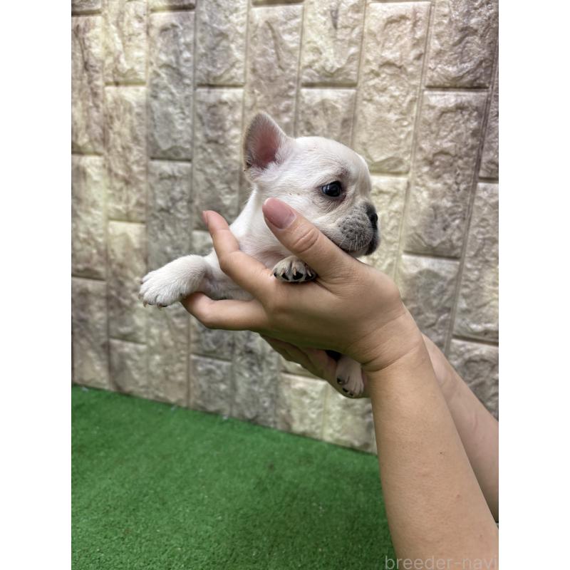販売中の大阪府のフレンチブルドッグ-448647の3枚目