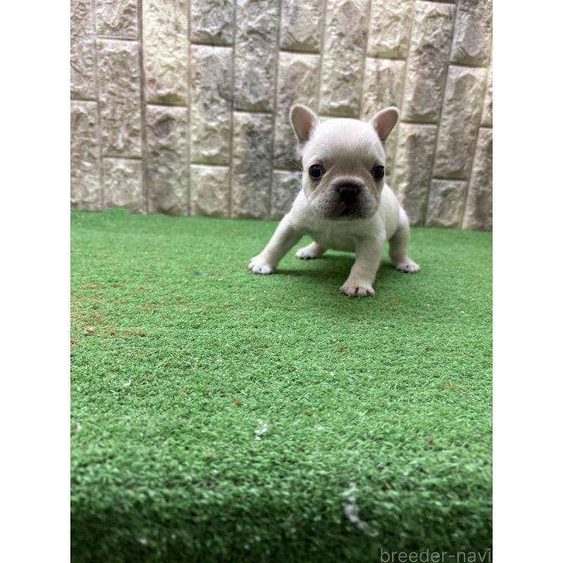 販売中の大阪府のフレンチブルドッグ-448647の2枚目