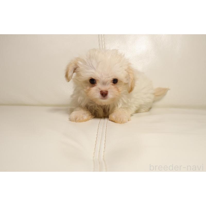 販売中の新潟県のチワプー:チワワ×トイプードル-448648の5枚目