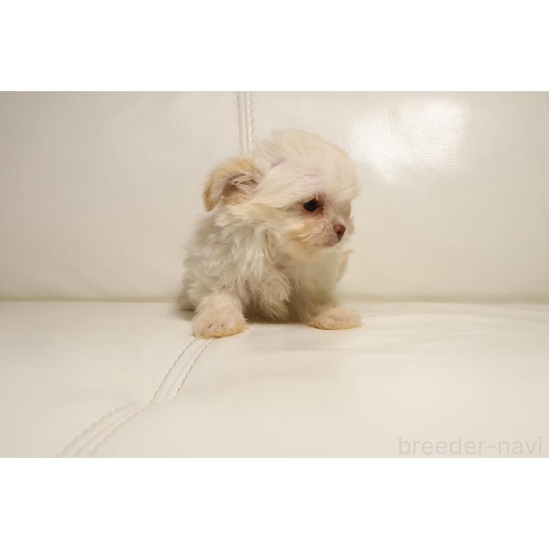 販売中の新潟県のチワプー:チワワ×トイプードル-448648の3枚目