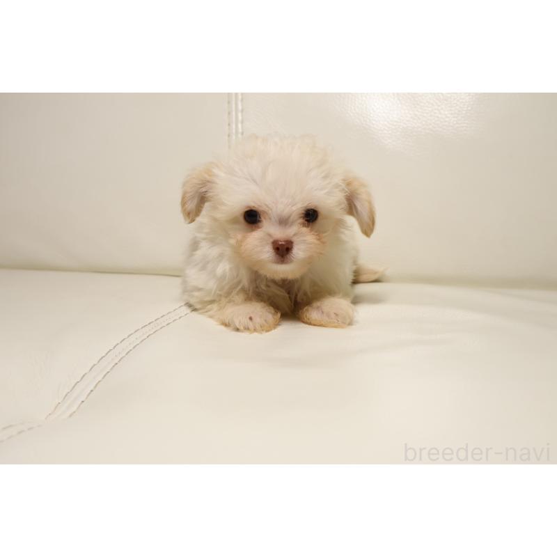 販売中の新潟県のチワプー:チワワ×トイプードル-448648の2枚目