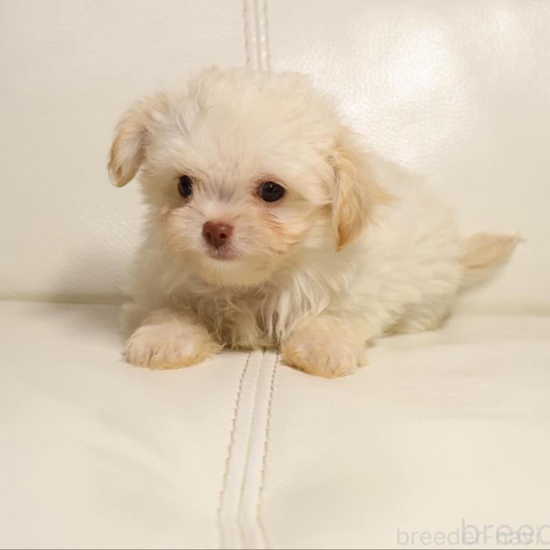 販売中の新潟県のチワプー:チワワ×トイプードル-448648