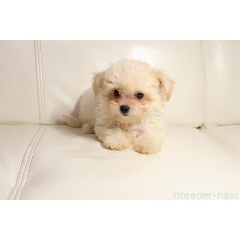 販売中の新潟県のチワプー:チワワ×トイプードル-448649の5枚目