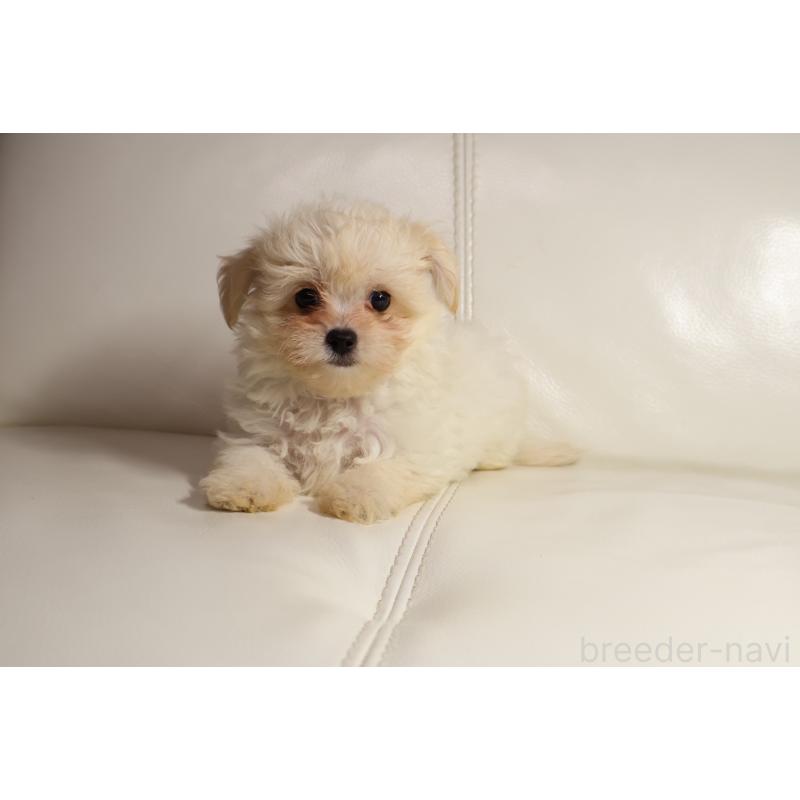 販売中の新潟県のチワプー:チワワ×トイプードル-448649の4枚目