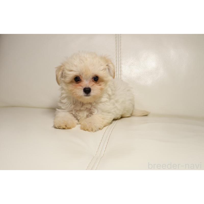 販売中の新潟県のチワプー:チワワ×トイプードル-448649の3枚目