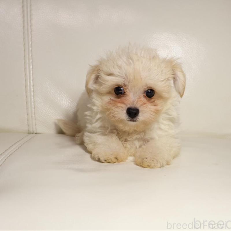 販売中の新潟県のチワプー:チワワ×トイプードル-448649