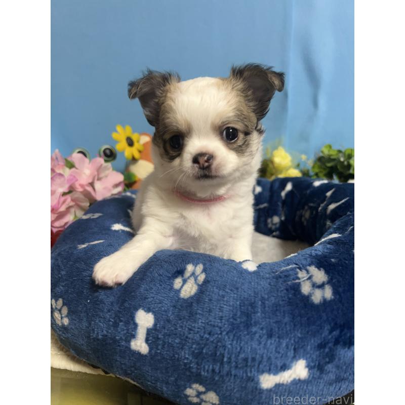 販売中の福岡県のチワワ(ロングコート)-448652の9枚目