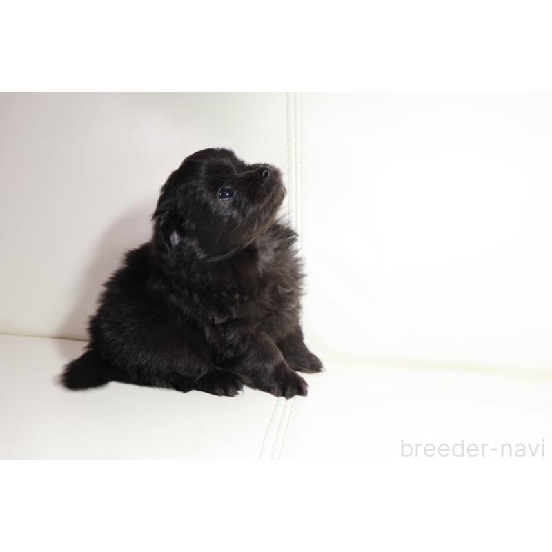 販売中の新潟県のポメプー:ポメラニアン×トイプードル-448651の8枚目