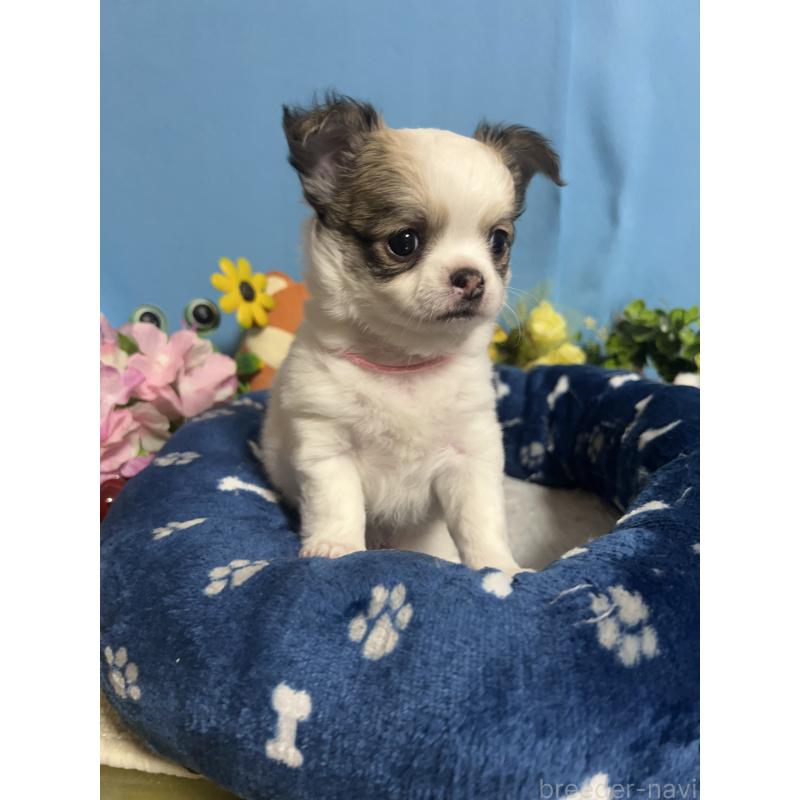 販売中の福岡県のチワワ(ロングコート)-448652の8枚目