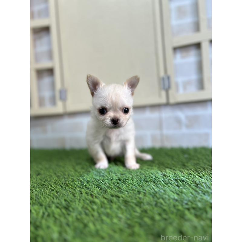 販売中の北海道のチワワ(ロングコート)-447224