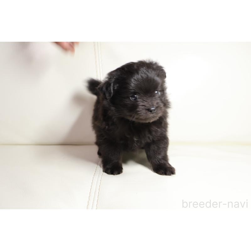 販売中の新潟県のポメプー:ポメラニアン×トイプードル-448651の5枚目