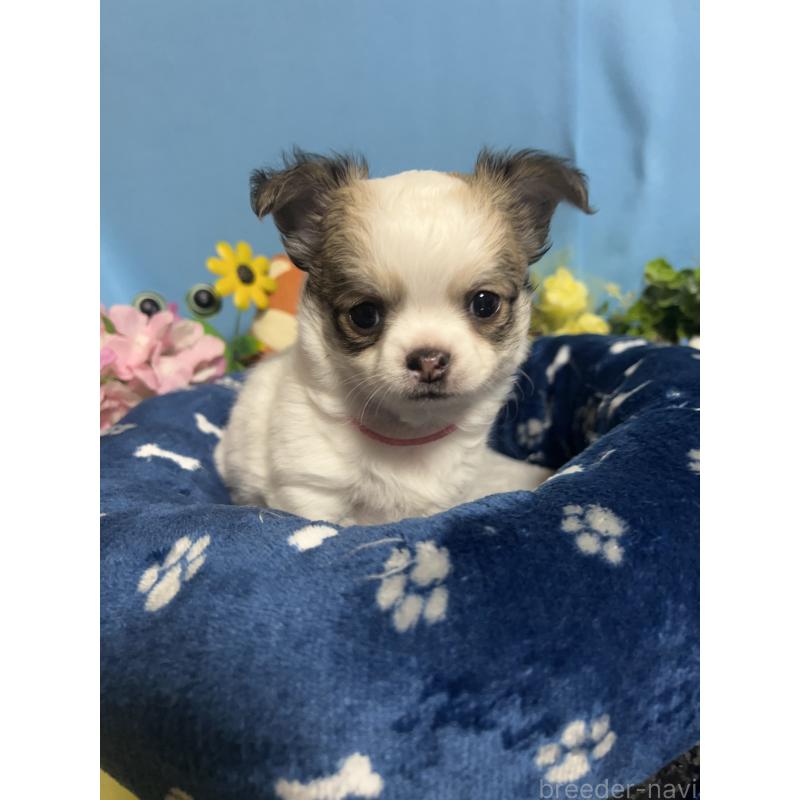 販売中の福岡県のチワワ(ロングコート)-448652の6枚目