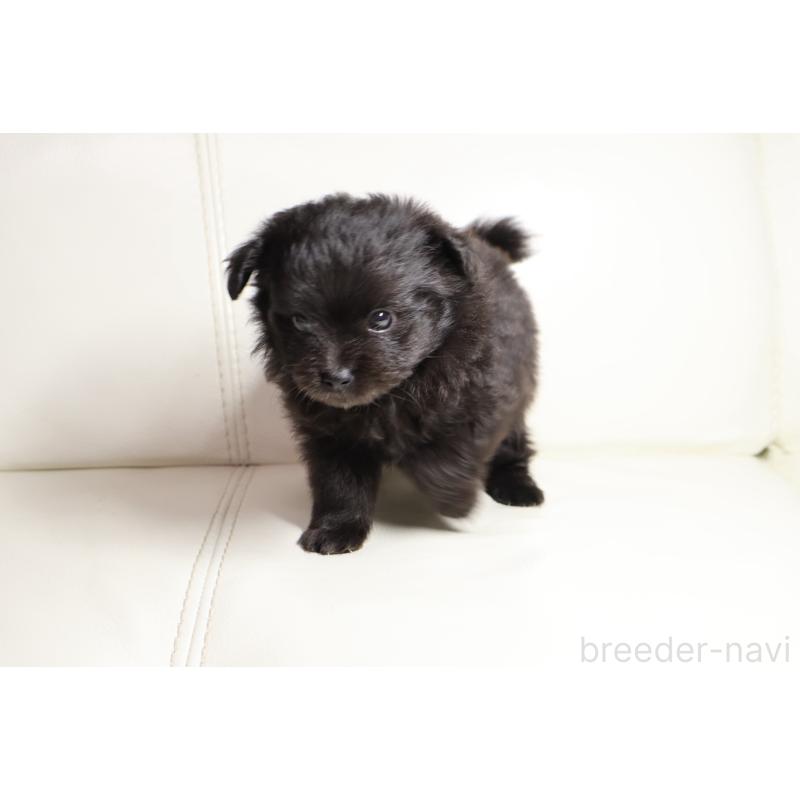 販売中の新潟県のポメプー:ポメラニアン×トイプードル-448651の4枚目