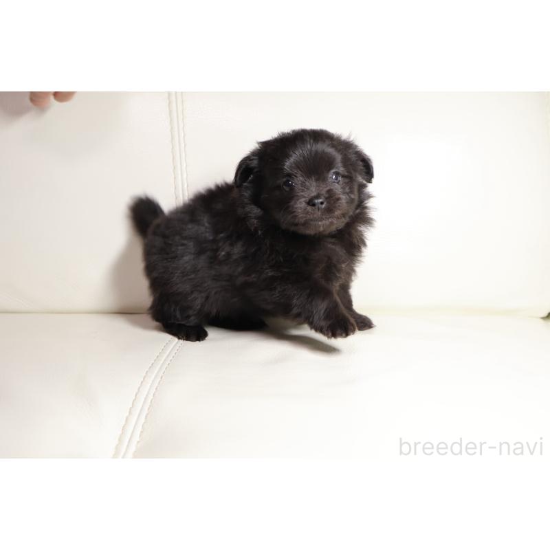 販売中の新潟県のポメプー:ポメラニアン×トイプードル-448651の3枚目