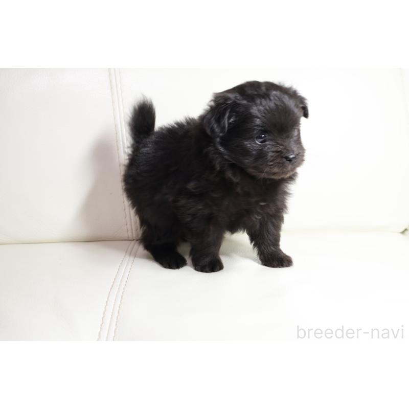 販売中の新潟県のポメプー:ポメラニアン×トイプードル-448651の2枚目