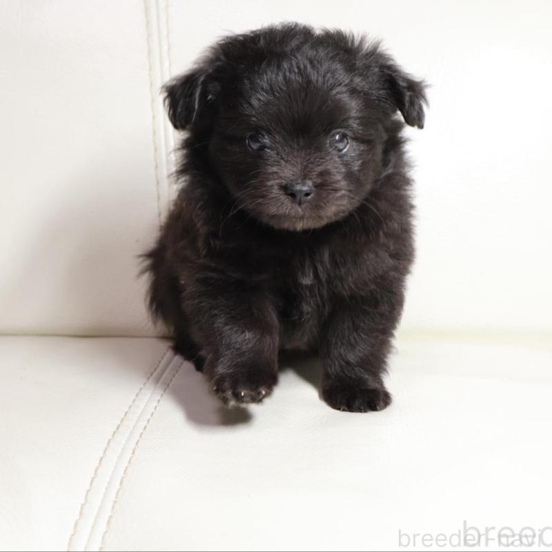 販売中の新潟県のポメプー:ポメラニアン×トイプードル-448651の1枚目