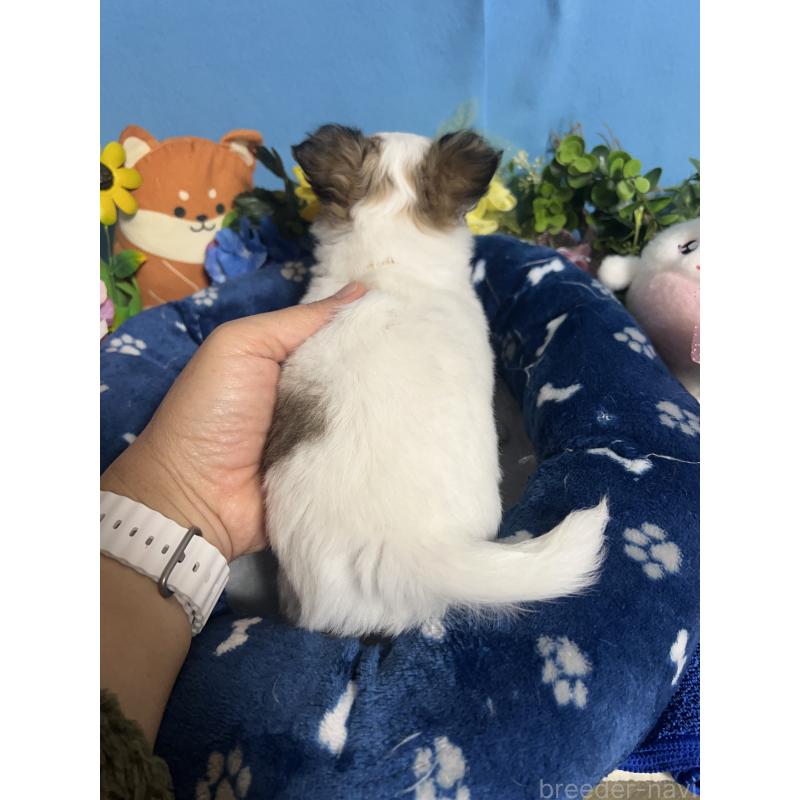 販売中の福岡県のチワワ(ロングコート)-448652の4枚目