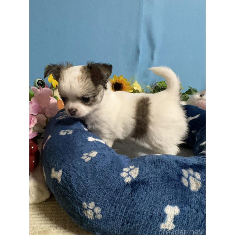 販売中の福岡県のチワワ(ロングコート)-448652の3枚目