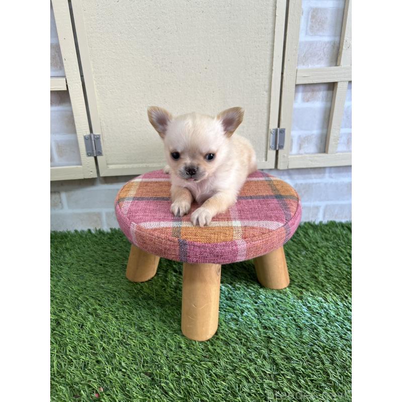 販売中の北海道のチワワ(ロングコート)-447223